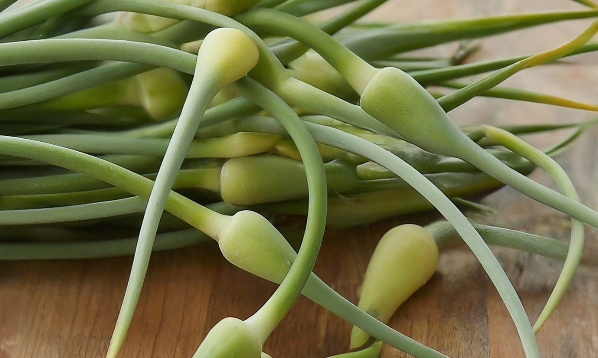 Garlic Scapes Health Benefits: The Ultimate Guide to Nature's Hidden Superfood 