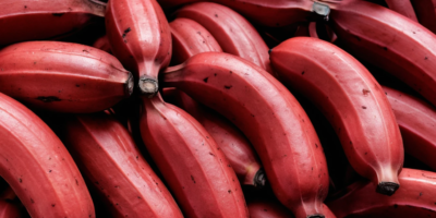 red banana benefits, red banana vs yellow banana, red banana nutrition, where to buy red bananas, how to eat red bananas, red banana for digestion, red banana antioxidants, red banana glycemic index, red banana for diabetes, red banana recipes, red banana smoothie, red banana potassium content, red banana for skin, red banana hair benefits, red banana for energy, red banana vitamins, red banana for weight loss, red banana during pregnancy, red banana for babies, red banana side effects, red banana in India, red banana in Philippines, red banana in Mexico, red banana ice cream, red banana health benefits, red banana for immunity, red banana for heart health, red banana for bloating, red banana prebiotic, red banana serotonin, red banana tryptophan, red banana cortisol, red banana for stress, red banana face mask, red banana peel uses, red banana curry, red banana where to find
