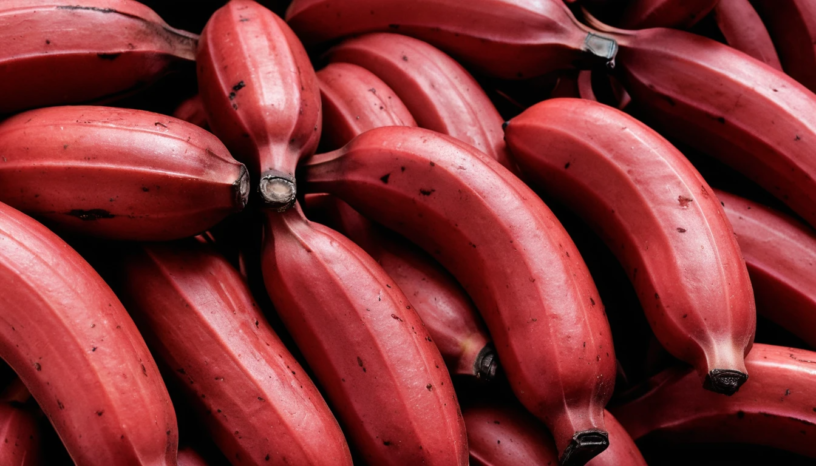 red banana benefits, red banana vs yellow banana, red banana nutrition, where to buy red bananas, how to eat red bananas, red banana for digestion, red banana antioxidants, red banana glycemic index, red banana for diabetes, red banana recipes, red banana smoothie, red banana potassium content, red banana for skin, red banana hair benefits, red banana for energy, red banana vitamins, red banana for weight loss, red banana during pregnancy, red banana for babies, red banana side effects, red banana in India, red banana in Philippines, red banana in Mexico, red banana ice cream, red banana health benefits, red banana for immunity, red banana for heart health, red banana for bloating, red banana prebiotic, red banana serotonin, red banana tryptophan, red banana cortisol, red banana for stress, red banana face mask, red banana peel uses, red banana curry, red banana where to find